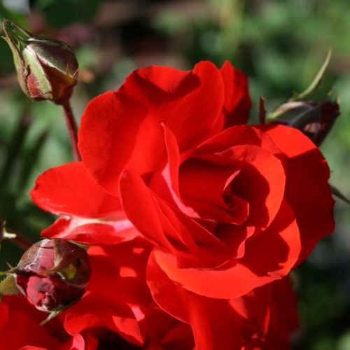 Rosa Satchmo - vörös - Csokros virágú - magastörzsű rózsafa- bokros koronaforma